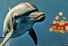 Dolphin Crypto